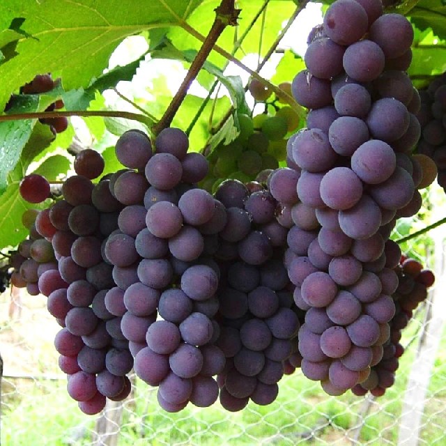 Foto 1 - muda de uva nigara rosa com 80 cm 62 985701915
