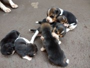 Beagle- filhotes vacinados e com pedigree