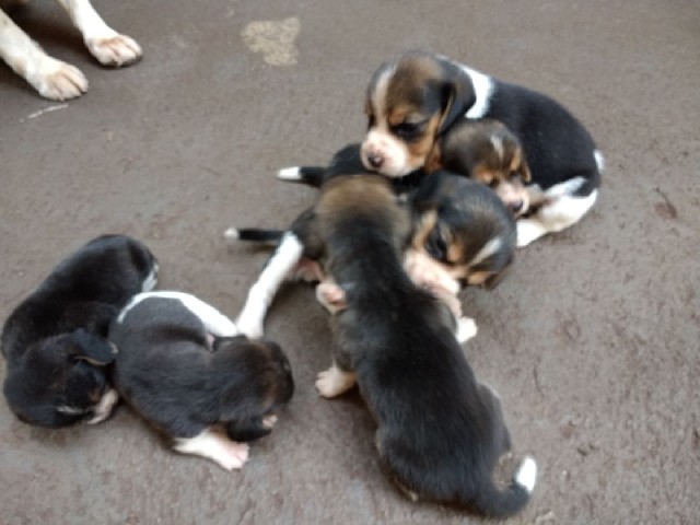 Foto 1 - Beagle- filhotes vacinados e com pedigree